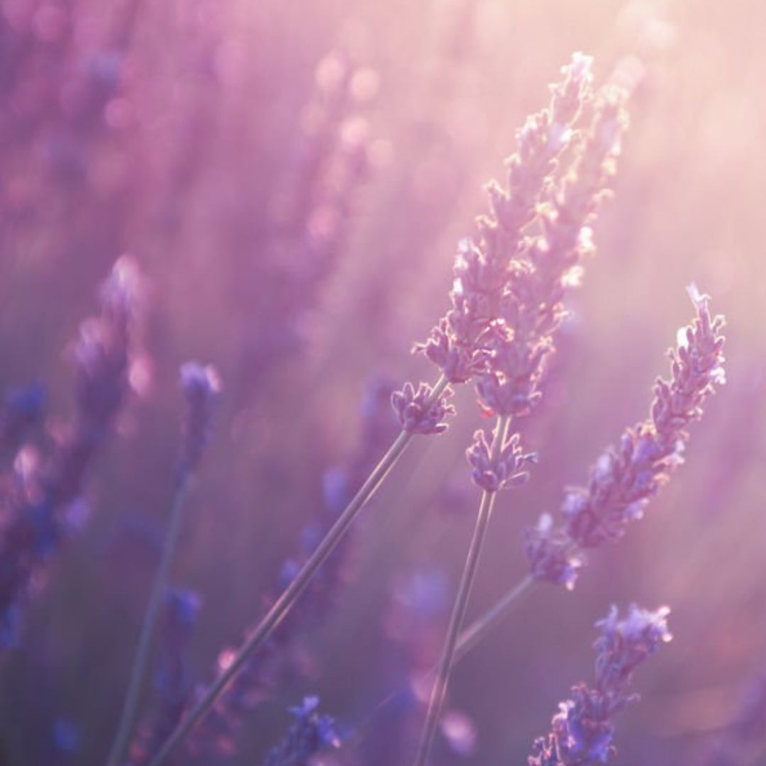 Lavendel 100% ätherisches Öl 10 ml - Smellacloud