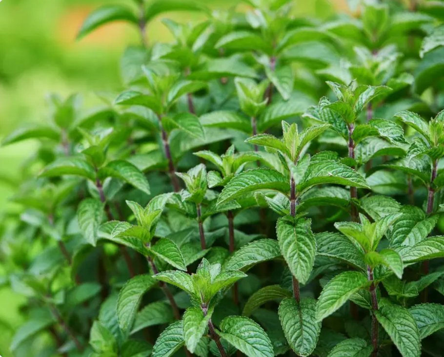 Die Magie von Pfefferminzöl: Ein Frischer Alleskönner - Smellacloud