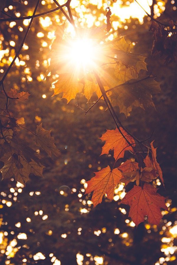 Herbstsonne - Dein Begleiter für die goldene Jahreszeit - Smellacloud